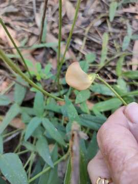 Image of Vigna vexillata var. youngiana Bailey