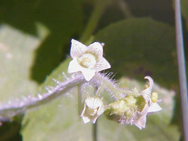 Image of oneseed bur cucumber