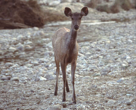 Image of Sambar