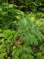 Image of Heracleum sosnowskyi Manden.