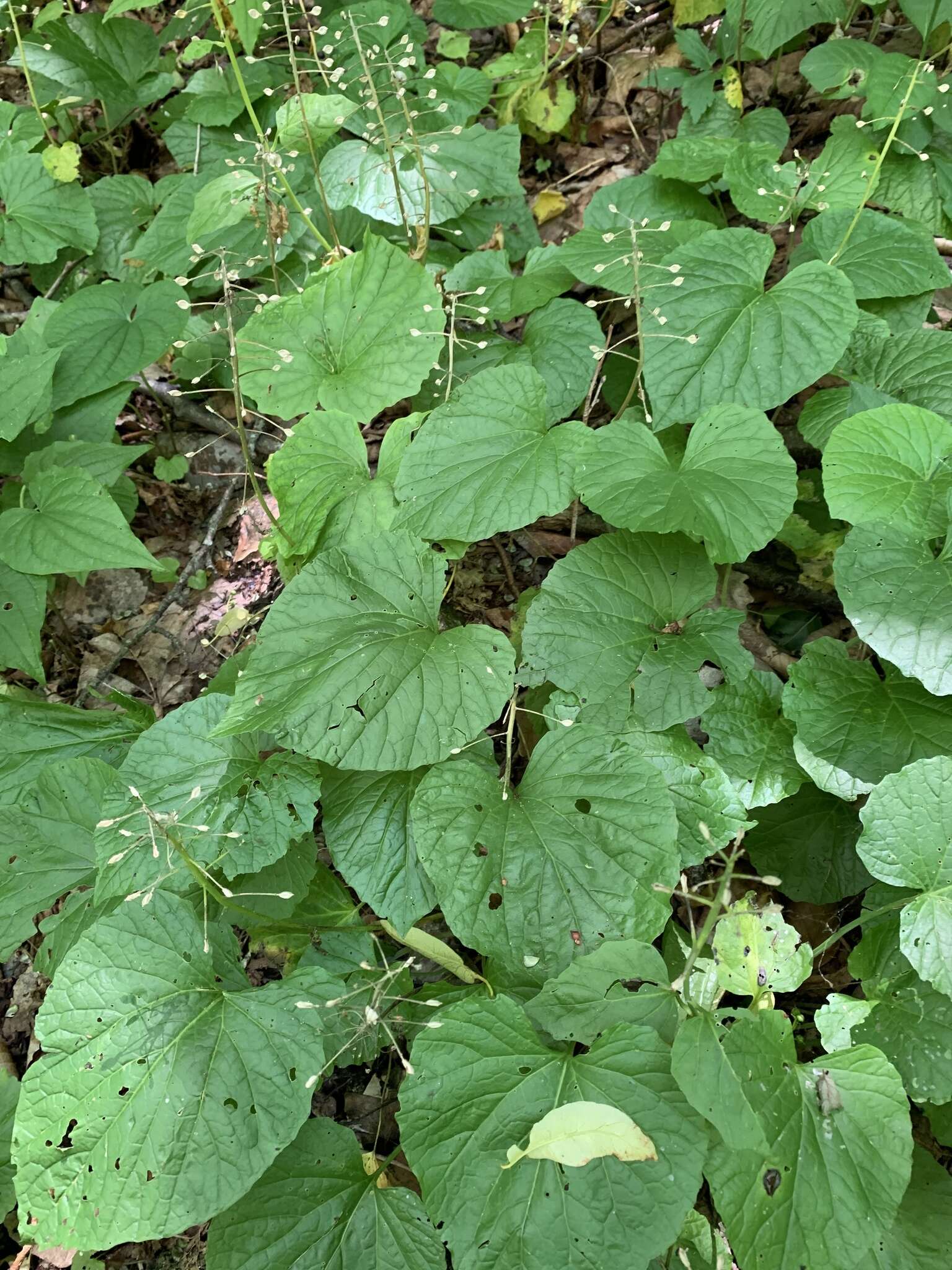 Imagem de Pachyphragma macrophyllum (Hoffm.) N. Busch