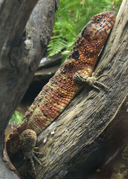 Image of Chinese crocodile lizard