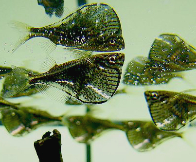 Image of Black-winged hatchetfish