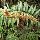 Imagem de Parablechnum lineatum (Sw.) Gasper & Salino