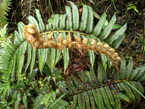 Sivun Parablechnum lineatum (Sw.) Gasper & Salino kuva