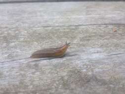 Image of Dusky Slug