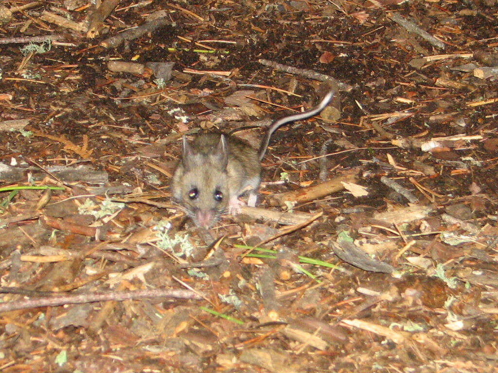 Image de Souris à pattes blanches