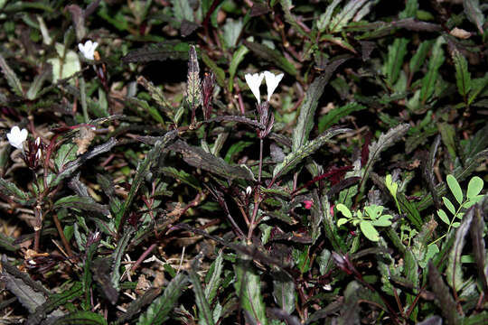 Strobilanthes sinuata J. R. I. Wood resmi