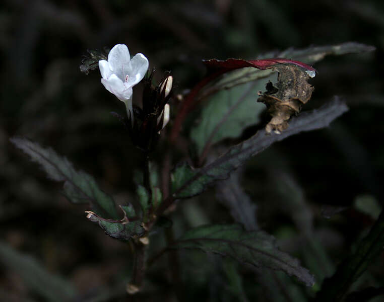 Strobilanthes sinuata J. R. I. Wood resmi