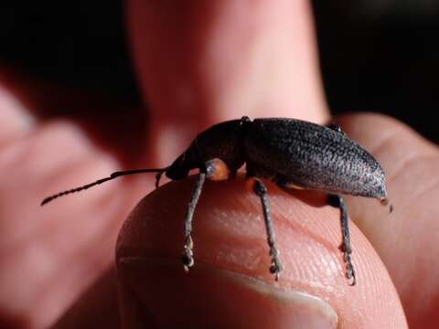 Image of Otiorhynchus (Otiorhynchus) cardiniger (Host 1789)