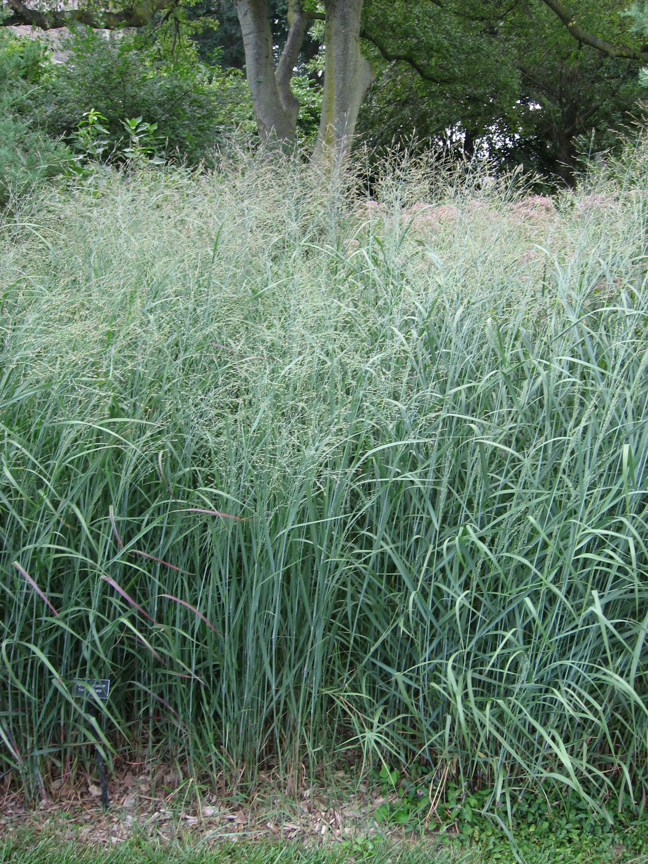 Imagem de Panicum virgatum L.