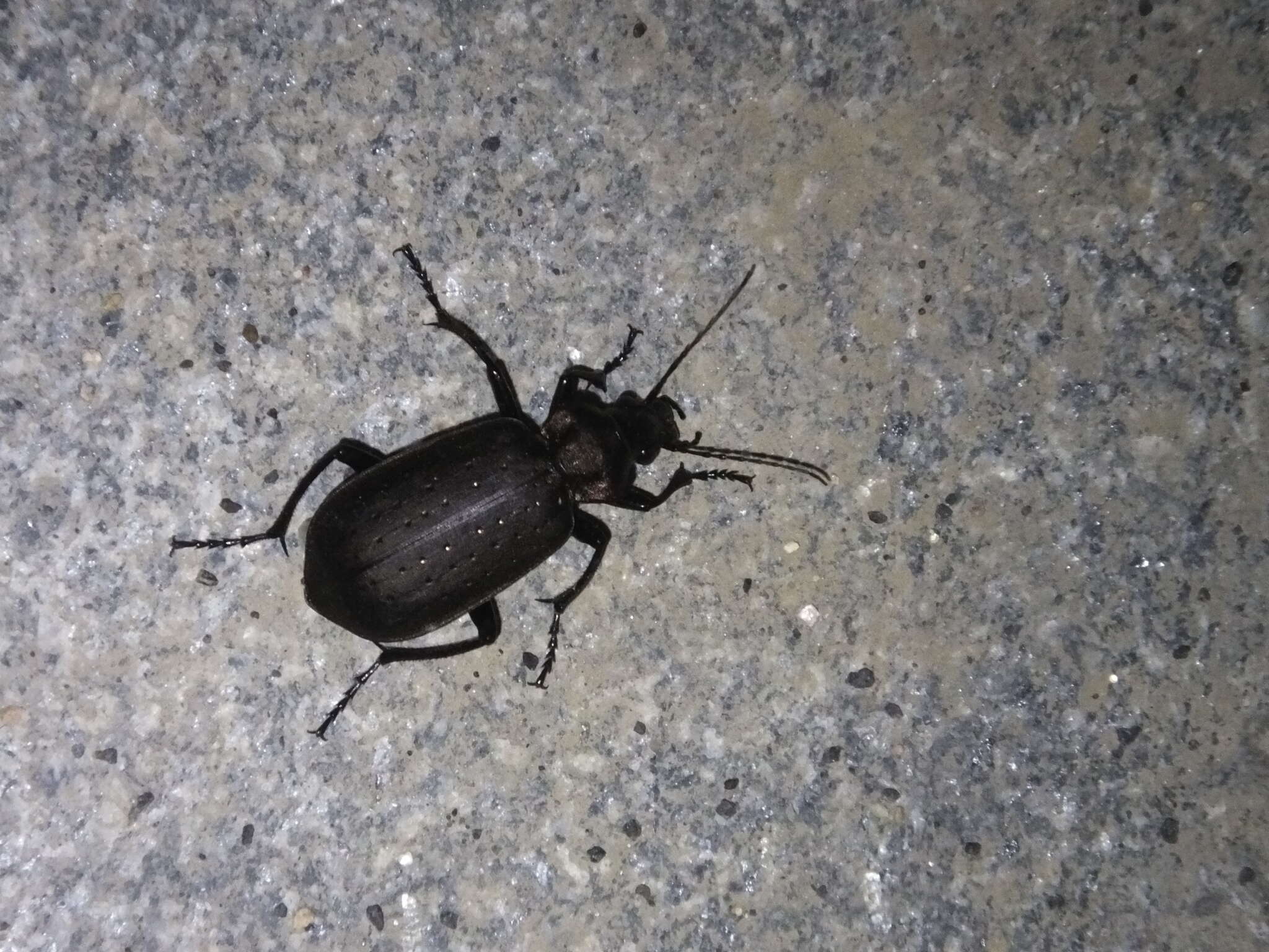 Imagem de Calosoma (Campalita) chinense Kirby 1819