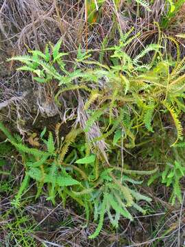 Image of Drooping Forked Fern