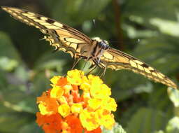 Image of Old World Swallowtail