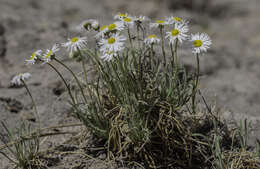 Image of early bluetop fleabane