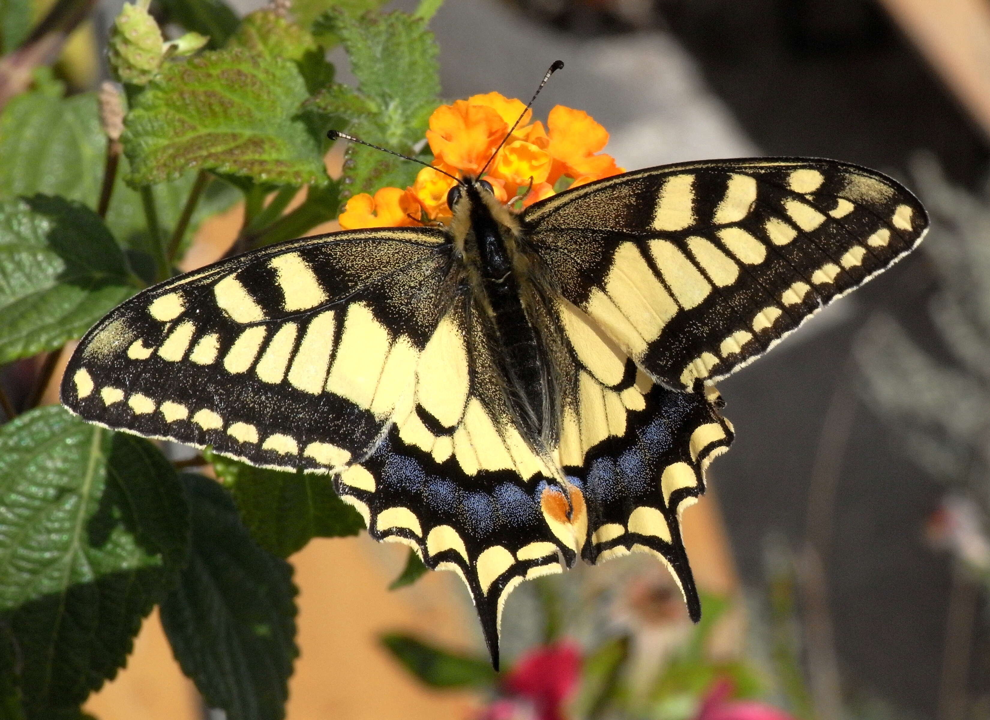 Image of Old World Swallowtail