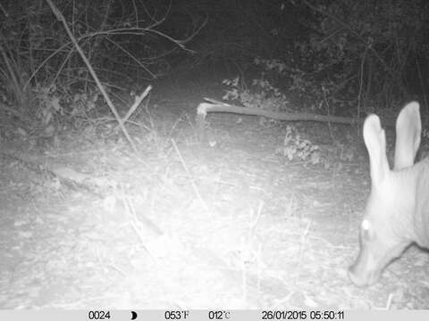 Image of Aardvarks