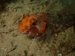 Image of Snubnose sculpin