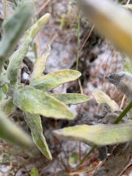 Image of Chrysopsis floridana var. highlandsensis (De Laney & Wunderlin) D. B. Ward