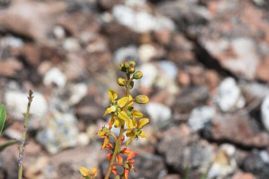 Image of Galphimia australis Chod.