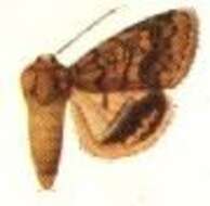Image of Helicoverpa assulta Guenée 1852