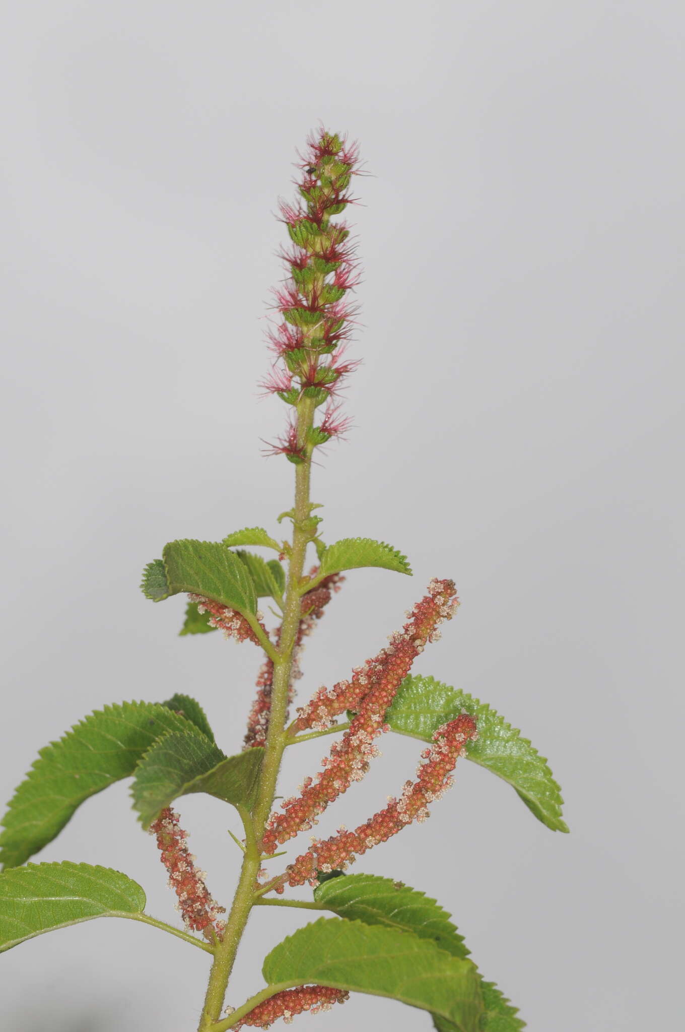 Image of Acalypha communis Müll. Arg.