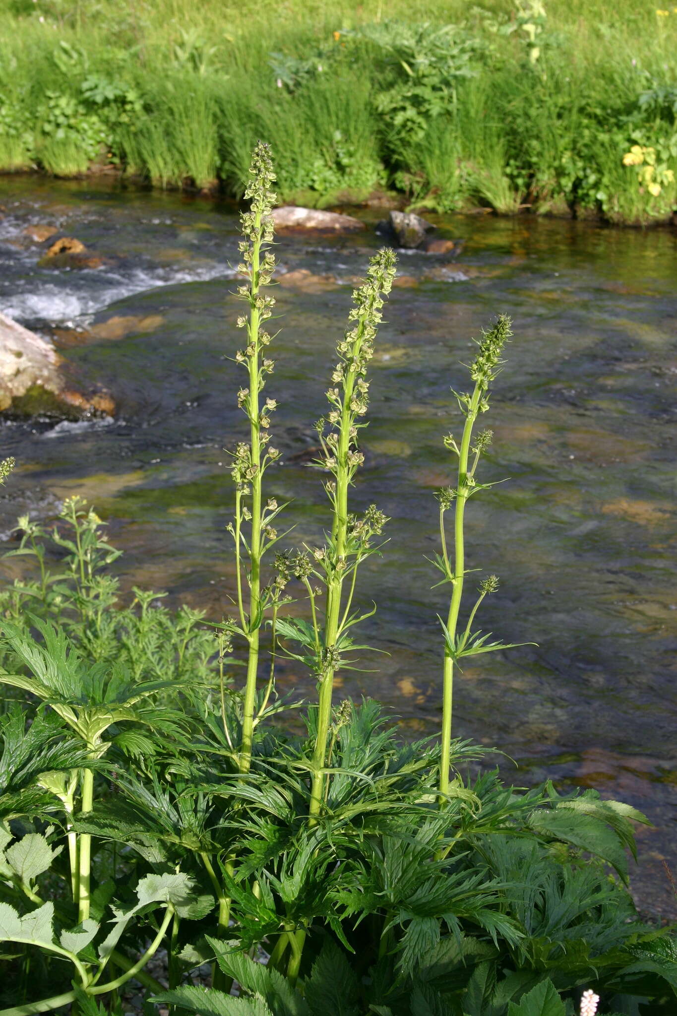 Aconitum sajanense Kumin.的圖片