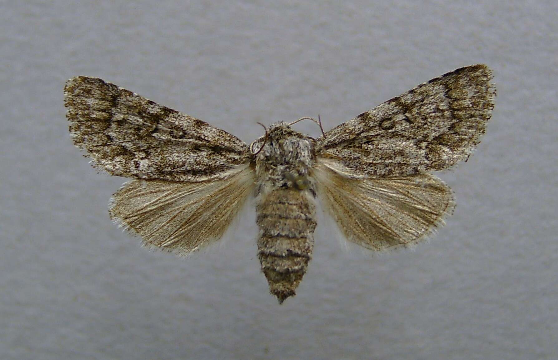 Imagem de Acronicta euphorbiae Davis & Schiffermüller 1775