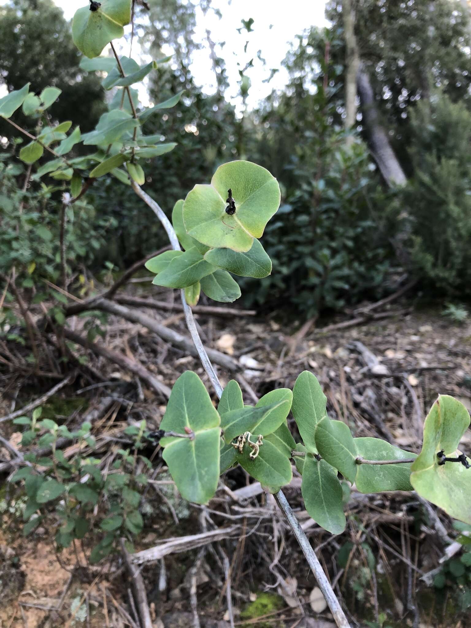 Image of Evergreen Honeysuckle