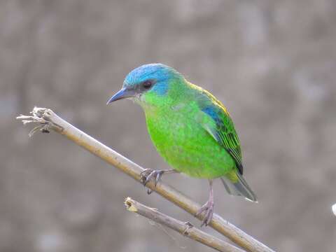 Image of Blue Dacnis