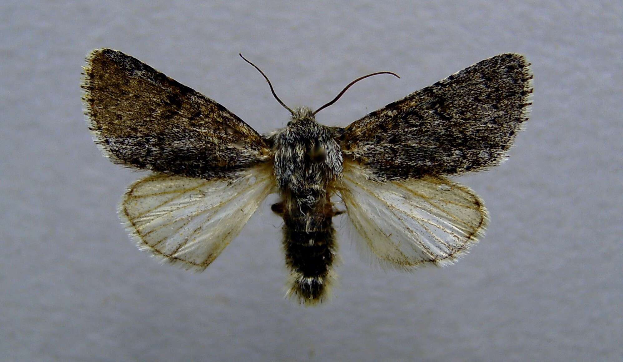 Imagem de Acronicta euphorbiae Davis & Schiffermüller 1775