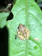 Image of Malli’s Rain Frog