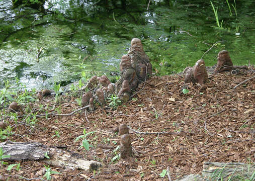 Image of Bald Cypress