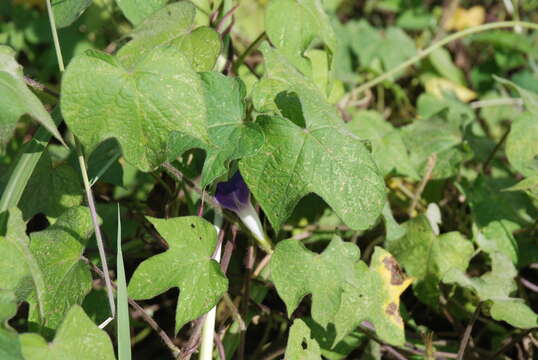 Image of whiteedge morning-glory