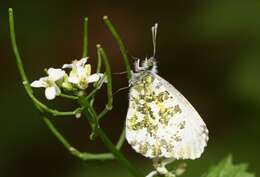 Image of orange tip