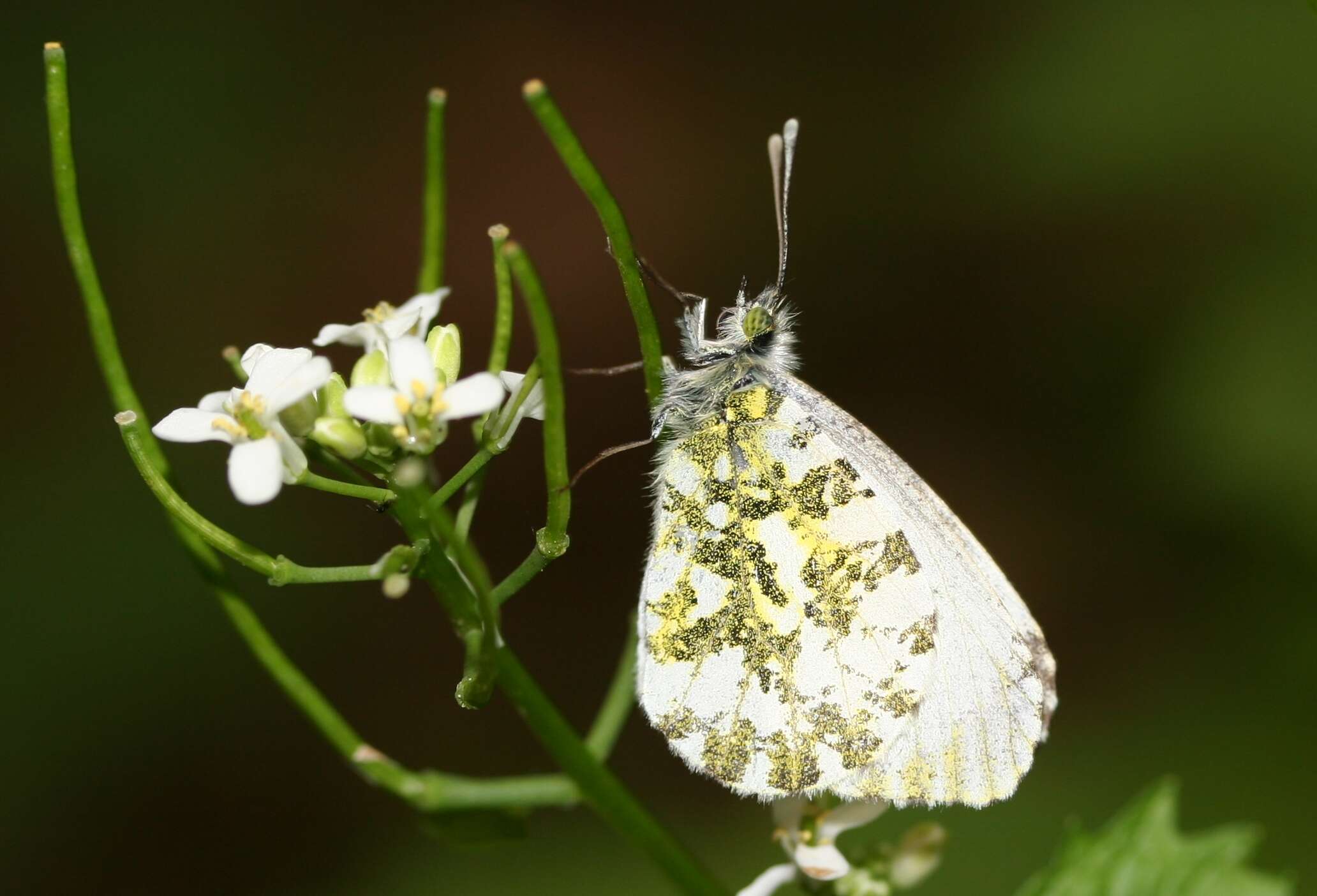 Image of orange tip