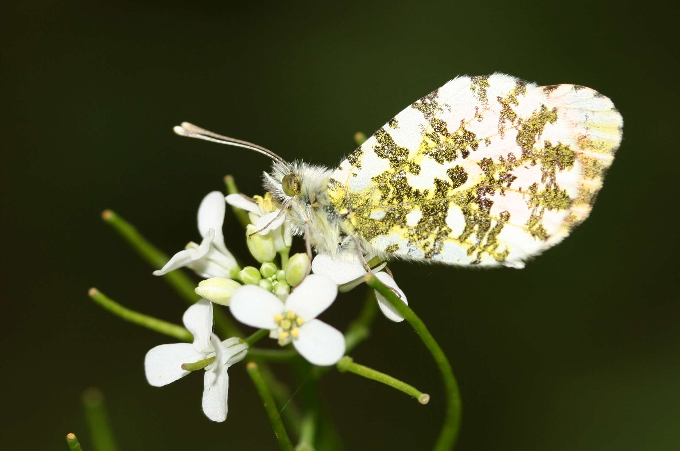 Image of orange tip