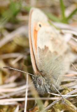 Image of small heath