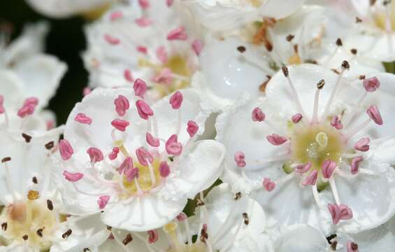 Image of Common Hawthorn