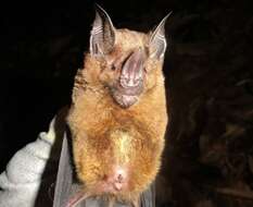 Image de lesser spear-nosed bat