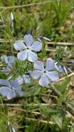 Imagem de Phlox divaricata subsp. laphamii (Alph. Wood) Wherry