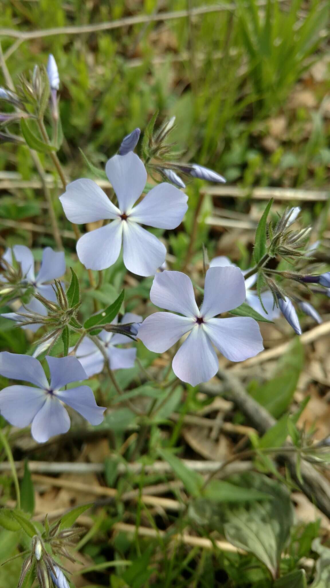 Imagem de Phlox divaricata subsp. laphamii (Alph. Wood) Wherry