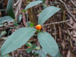 Image of Cherry Orange