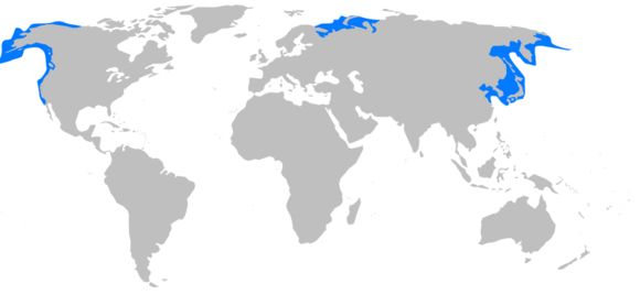 <span class="translation_missing" title="translation missing: en.medium.untitled.map_image_of, page_name: Pacific herring">Map Image Of</span>