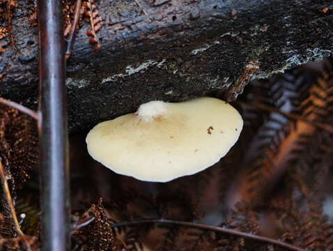 Imagem de Crepidotus nephrodes (Berk. & M. A. Curtis) Sacc. 1887