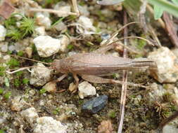 Image of Aphonoides japonicus (Shiraki 1930)