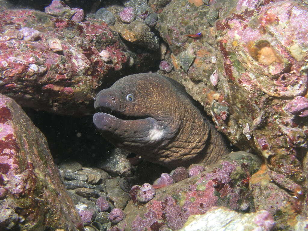 Image of California moray