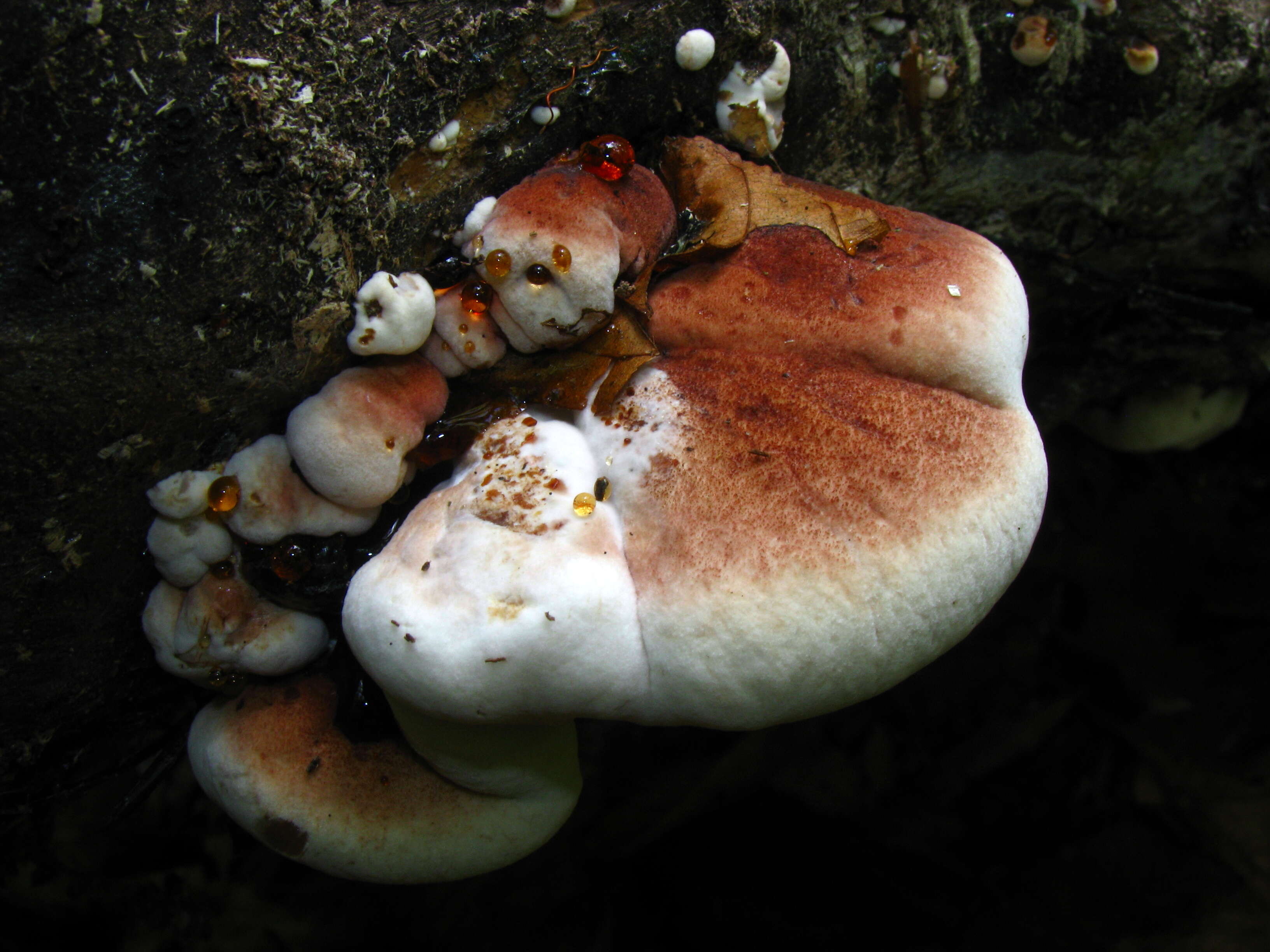 Image of Late fall polypore