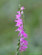 Image of Chinese Spiranthes