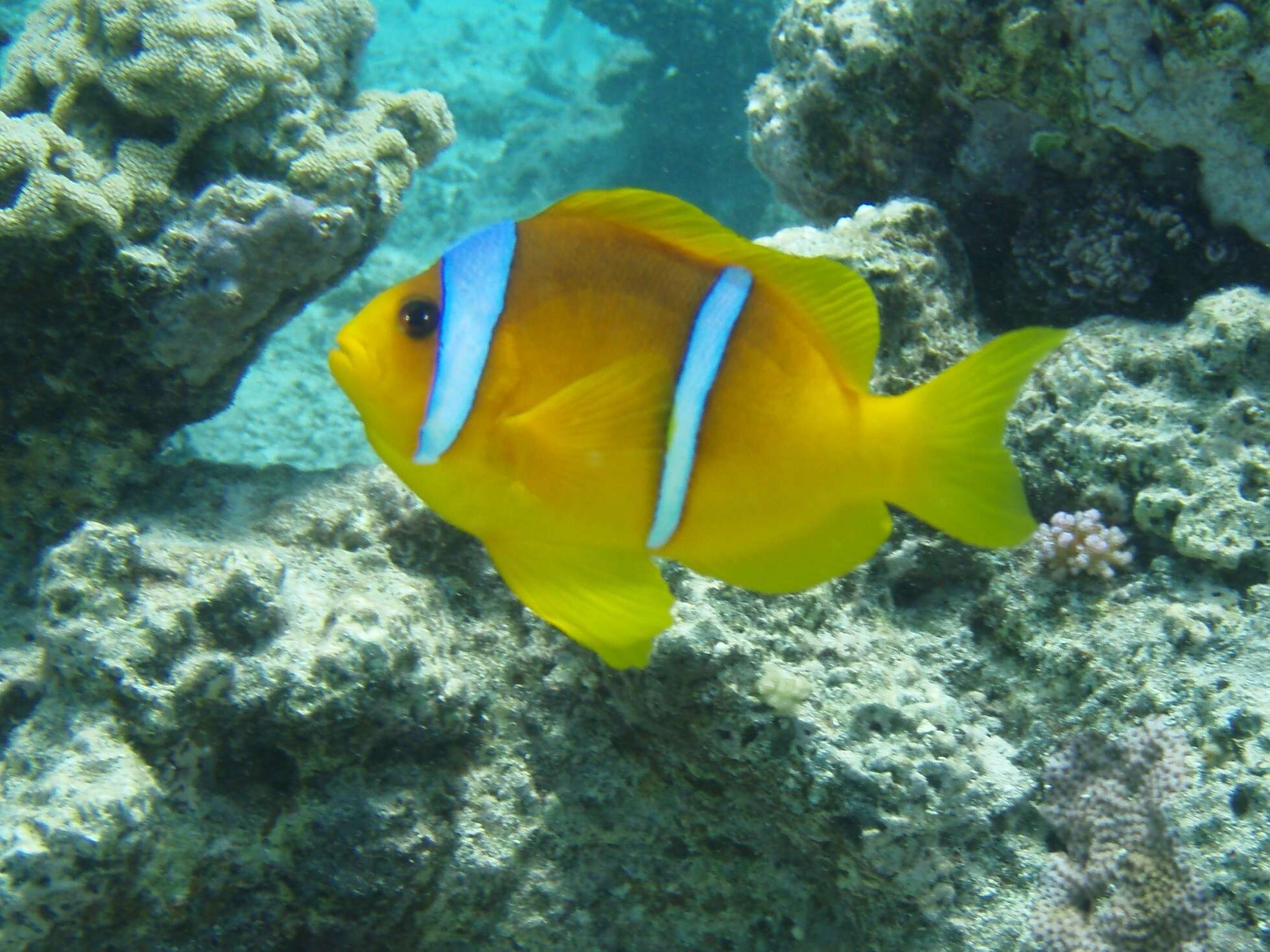 Image of Clownfish